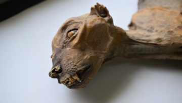 Η επιστροφή των τσιτάχ: Επιστήμονες μελέτησαν DNA από μούμιες και έκαναν μια εκπληκτική ανακάλυψη