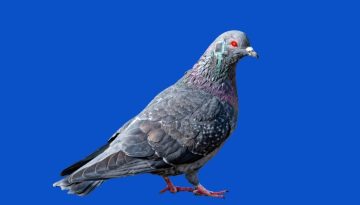 Η κόρη του Πούτιν και τα περιστέρια-ρομπότ