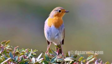 Η παρατήρηση πουλιών αναδιαμορφώνει τον εγκέφαλο και προστατεύει από τη γήρανση