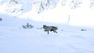 «Είχαμε να τη δούμε από το 2010» – Το σπάνιο «ζώο – φαντάσμα» που γύρισε από την εξαφάνιση