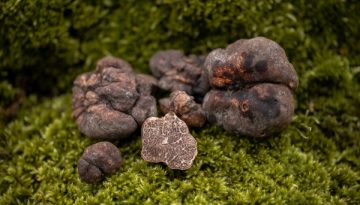 Ο άγνωστος θησαυρός των ελληνικών δασών: νέα είδη τρούφας στο μικροσκόπιο