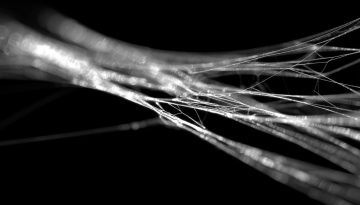 Ο ιστός της αράχνης είναι ισχυρότερος από τον χάλυβα – Νέα επαναστατική μελέτη