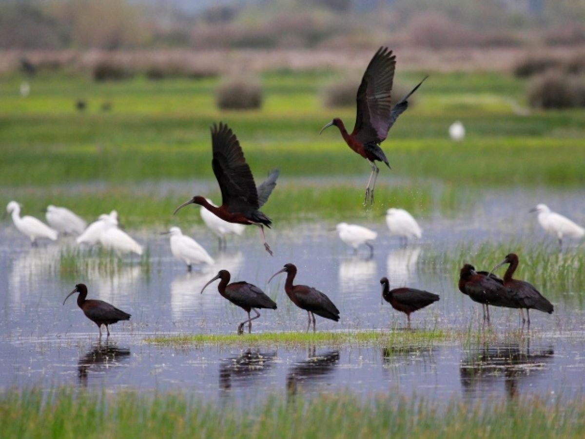 ΟΦΥΠΕΚΑ: Με την ολοκλήρωση έργου για την προστασία των μικρών νησιωτικών υγροτόπων υποδεχόμαστε την Παγκόσμια Ημέρα Υγροτόπων