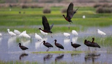 ΟΦΥΠΕΚΑ: Με την ολοκλήρωση έργου για την προστασία των μικρών νησιωτικών υγροτόπων υποδεχόμαστε την Παγκόσμια Ημέρα Υγροτόπων