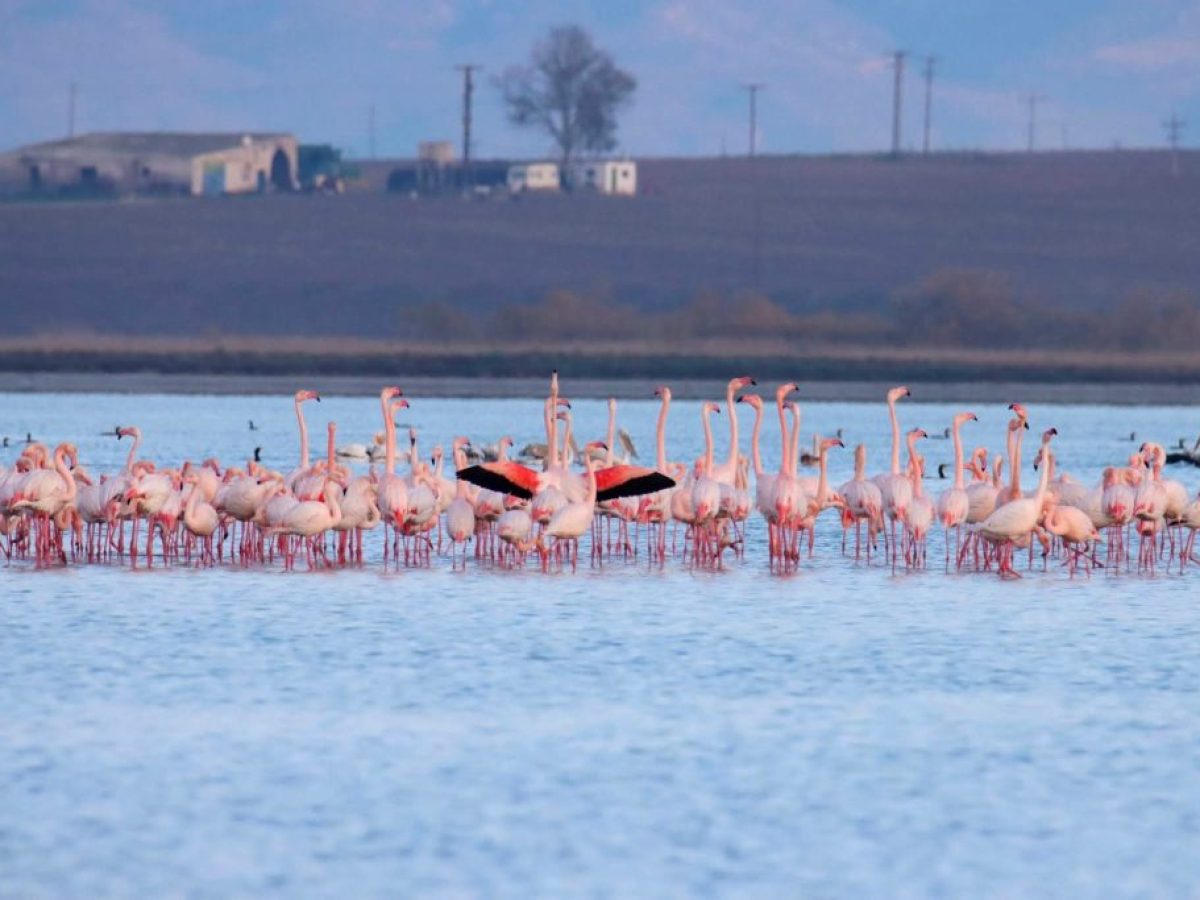 Παγκόσμια Ημέρα Υγροτόπων