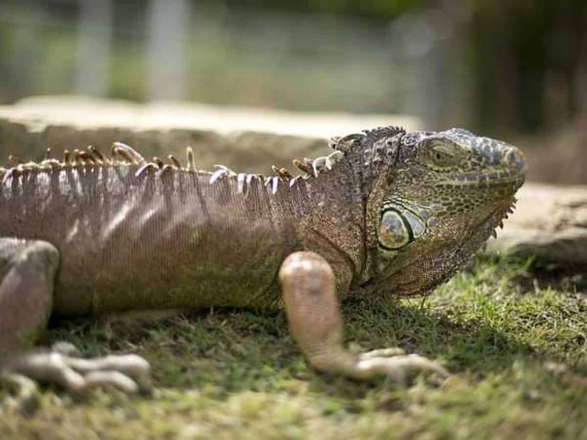 Ποιος είναι ο «Βασιλιάς της Ανταρκτικής»;