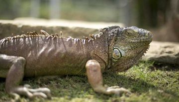 Ποιος είναι ο «Βασιλιάς της Ανταρκτικής»;