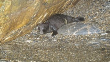 Ρεκόρ στις γεννήσεις μεσογεακής φώκιας καταγράφηκε στις Σποράδες