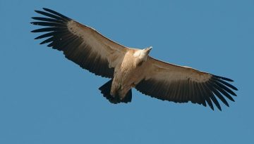 Σαρδηνία: Τα όρνια επιστρέφουν χάρη σε επιτυχημένα προγράμματα προστασίας