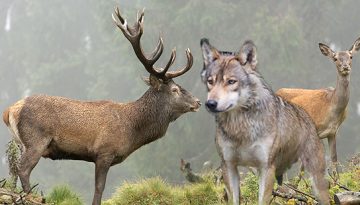 Συγκρότηση Θεματικής Ομάδας Εργασίας για τη διαχείριση άγριας πανίδας στην Αττική