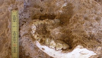 Συνύπαρξη ή σύγκρουση; – Τι πραγματικά συνέβη όταν συναντήθηκαν Νεάντερταλ και Homo sapiens