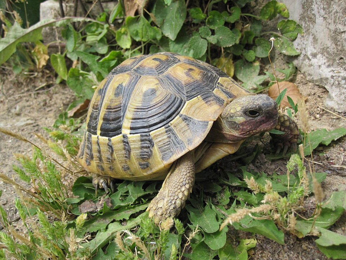 Θηλυκές χελώνες σε νησί της Μεγάλης Πρέσπας πέφτουν στον γκρεμό για να γλυτώσουν από τη σεξουαλική επιθετικότητα των αρσενικών