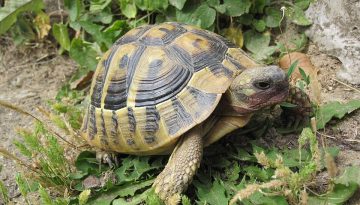 Θηλυκές χελώνες σε νησί της Μεγάλης Πρέσπας πέφτουν στον γκρεμό για να γλυτώσουν από τη σεξουαλική επιθετικότητα των αρσενικών