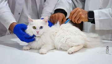 Τι ξέρουν οι γάτες για τη θεραπεία του καρκίνου