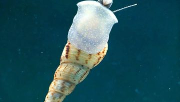 Ξενικό υδρόβιο σαλιγκάρι εντοπίστηκε στη Ρόδο – Τι σημαίνει για το οικοσύστημα