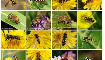 Άδεια έρευνας για την ποικιλότητα της οικογένειας Syrphidae σε Ρόδο, Λέσβο, Χίο και Πελοπόννησο
