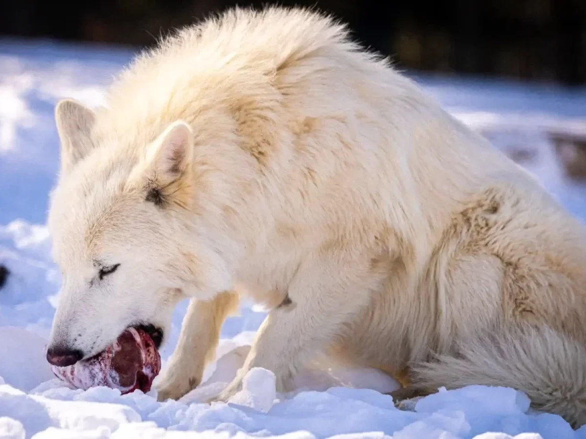 Dire wolves: Η επιστήμη “αναστήνει” τα θηρία του παρελθόντος – Δείτε τους να κυνηγούν μαζί