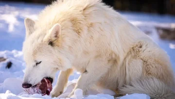 Dire wolves: Η επιστήμη “αναστήνει” τα θηρία του παρελθόντος – Δείτε τους να κυνηγούν μαζί