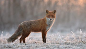 Αυξάνεται η αποζημίωση των κυνηγών στο πρόγραμμα επιτήρησης της λύσσας