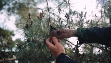 Χαλκιδική: Πρόγραμμα φύτευσης 6.000 δέντρων για την ενίσχυση του παράκτιου πευκοδάσους της Σάνης