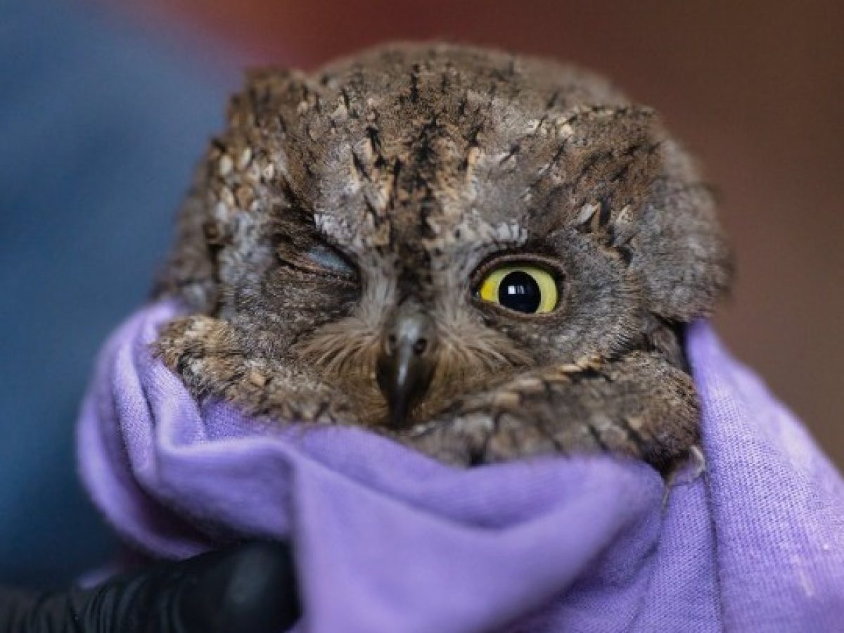 Χελιδόνια και άλλα πουλιά στον αγώνα της μετανάστευσης