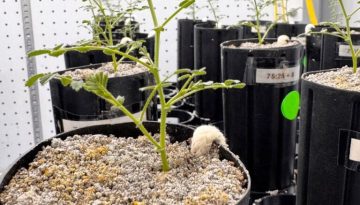 Χούμους στη Σελήνη; Ναι, τα ρεβίθια φυτρώνουν και εκεί!