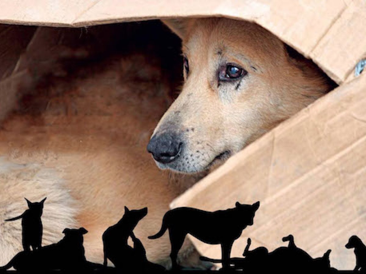 Εγκατέλειψε κουτάβια στην Ασπροβάλτα – Πρόστιμα ύψους 65.000 ευρώ σε 62χρονο