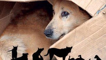 Εγκατέλειψε κουτάβια στην Ασπροβάλτα – Πρόστιμα ύψους 65.000 ευρώ σε 62χρονο