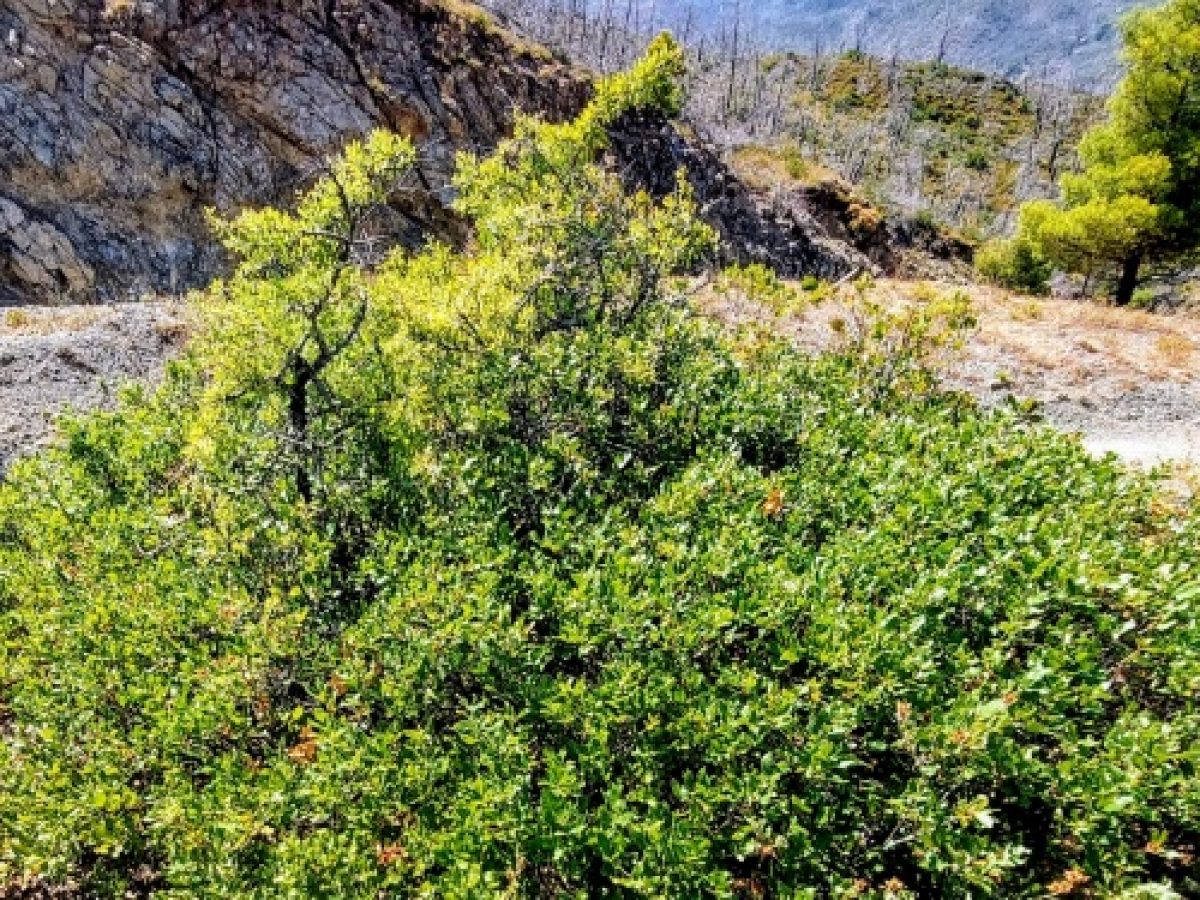 Ευβοϊκή Δρυς – Πράξη Τρίτη