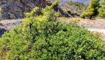 Ευβοϊκή Δρυς – Πράξη Τρίτη