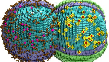 Η αναπαράσταση που δεν την… πιάνει το μάτι! Επιστήμονες προσομοίωσαν τον κύκλο ζωής ενός κυττάρου