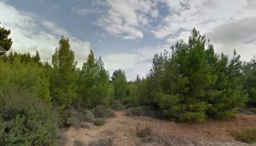 Η ελπίδα για προστασία των δασών βρίσκεται σε σύγκρουση με την πολιτική της εμπορευματοποίησης