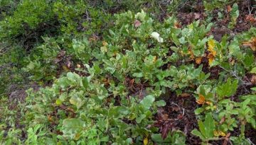 Η θαυμαστή ιστορία της Ευβοϊκής Δρυός από τον Τρωικό Πόλεμο μέχρι σήμερα. 