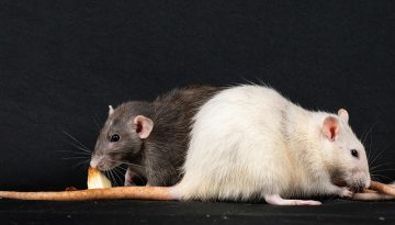 «Καταρρέει» ο μύθος της κλωνοποίησης; – Από το Ντόλι έως το πείραμα των 58 γενεών