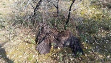 Μαζική θανάτωση Μαυρόγυπων στο Δάσος Δαδιάς – Σημαντικό πλήγμα για ένα από τα σπανιότερα αρπακτικά της Ευρώπης