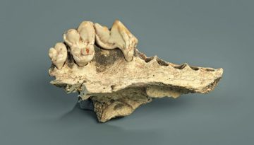 Νέα μελέτη για τους σκύλους: Ζουν με τους ανθρώπους εδώ και 14.200 χρόνια