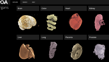 Νέα ψηφιακή πλατφόρμα επιτρέπει την τρισδιάστατη εξερεύνηση ανθρώπινων οργάνων έως και σε κυτταρικό επίπεδο