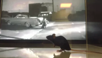 Όσα βλέπουν τα ποντίκια: Αναδημιουργία βίντεο από την εγκεφαλική τους δραστηριότητα