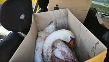 Πυροβόλησαν κύκνο στην Κορωνησία – Διασώθηκε και μεταφέρεται για περίθαλψη