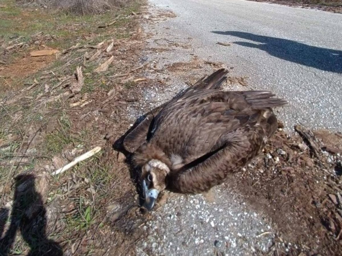 Πιθανό περιστατικό δηλητηρίασης δύο μαυρόγυπων ενός λύκου
