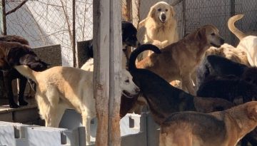 Σε ακατάλληλες συνθήκες ζούσαν 68 σκυλιά – Σύλληψη 55χρονου και πρόστιμο 68.500 ευρώ