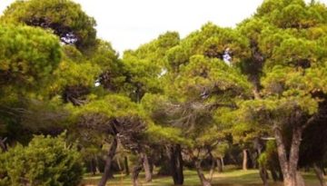 Συγκρότηση Συμβουλίου Ιδιοκτησίας Δασών (Σ.Ι.Δ.) με έδρα την Αθήνα