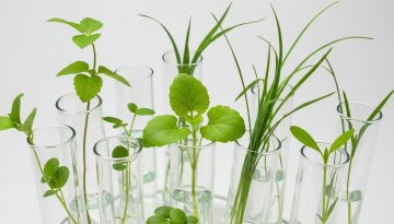 Τα αρχαία «κουμπιά» της ζωής που μπορεί να επηρεάσουν το μέλλον της επισιτιστικής ασφάλειας