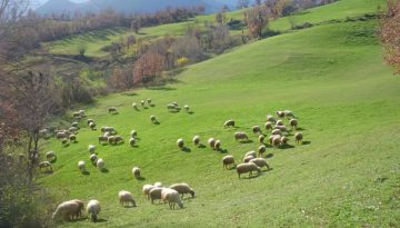 Τα ελληνικά λιβάδια, φυσικός θησαυρός – Ποιες είναι προοπτικές ανάπτυξης