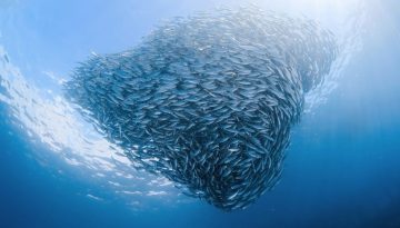 Τα ψάρια μικραίνουν για να προσαρμοστούν στους θερμότερους ωκεανούς