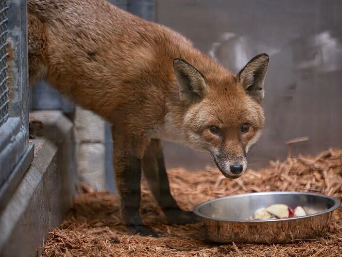 Ταξιδιάρα αλεπού: Τρύπωσε σε πλοίο στην Αγγλία, «αποβιβάστηκε» στη Νέα Υόρκη