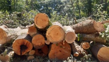 Το έλκος που ξηραίνει τα πλατάνια εμφανίστηκε στον Λουδία