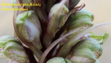 Το βορειότερο σημείο εμφάνισης ορχιδέας καταγράφηκε στο Κιλκίς