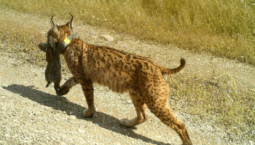 Αναστήθηκε μετά από 40 χρόνια: Η επιστροφή του σπάνιου αιλουροειδούς που αλλάζει τα πάντα