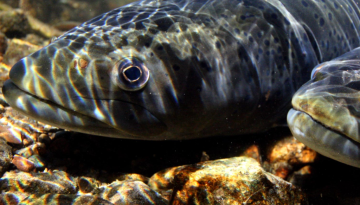 Αόρατη κατάρρευση: Εξαφανίζεται μία από τις μεγαλύτερες μεταναστεύσεις στον πλανήτη